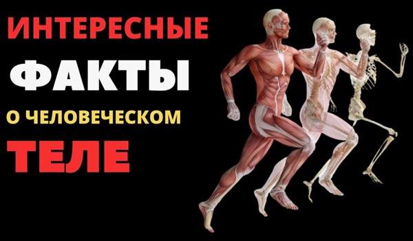 98 самых интересных фактов о человеческом теле